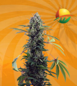 Pineapple Express Feminized