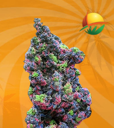 Rainbow Haze Fem