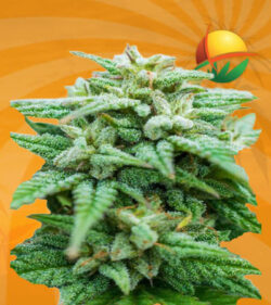 Rock Candy Feminized