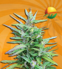 Sativa Star