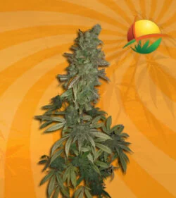 Skunk fem fast