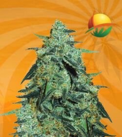 Skunkberry Feminized