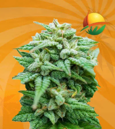Skywalker Autoflower
