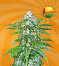 Sour Diesel Feminized