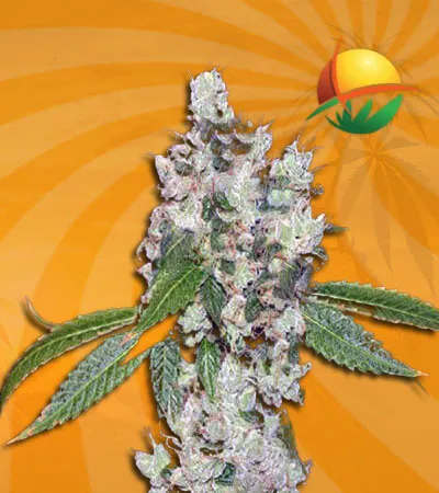 Sour Flower Auto