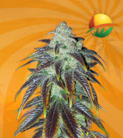 Sour Jack Feminized