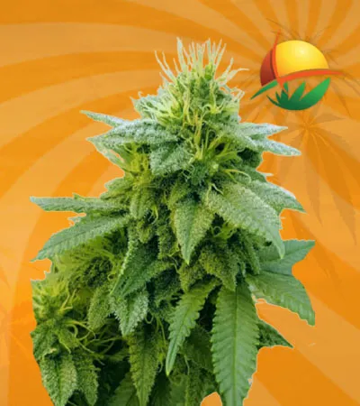 Strawberry Kush