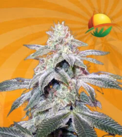 Sugar Kush Feminized