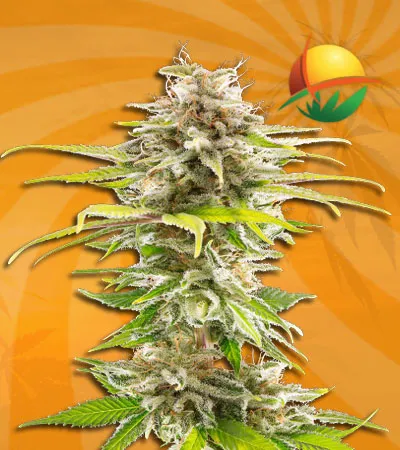 Super OG Kush Feminized