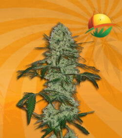 Tangerine Dream Autoflower