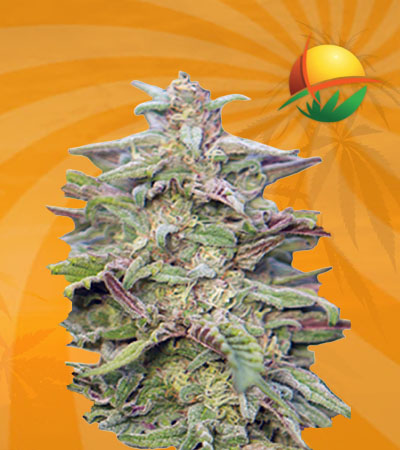 Trainwreck Autoflower