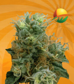 Tropicana Cookies Feminized