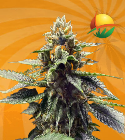 Watermelon Feminized