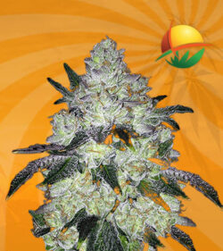 White Cookies fem