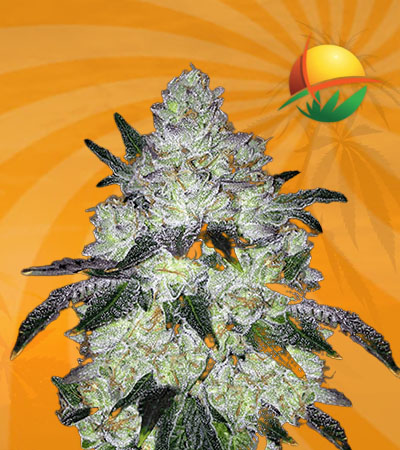 White Cookies fem