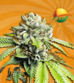 White Fire OG Auto fast