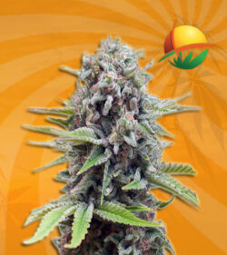 White Widow
