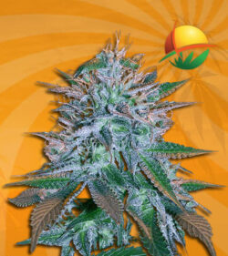 White Widow Feminized