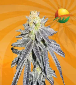 animal cookies auto
