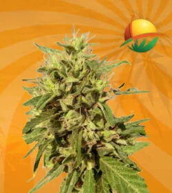 auto cbd fruit