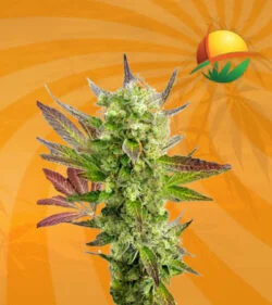 auto cbd girl scout cookies