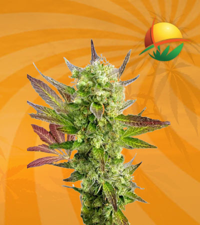 auto cbd girl scout cookies