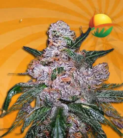 blueberry reg