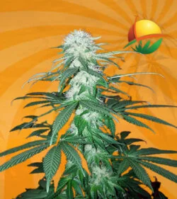 cali og kush fem