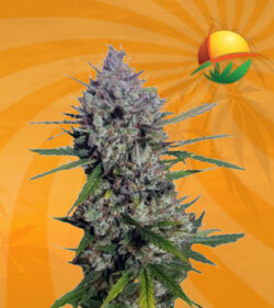 dieselberryauto