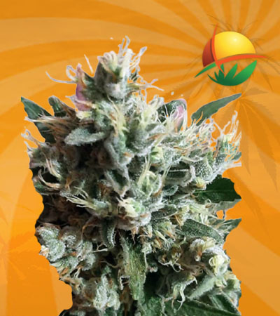 dutchdragon auto