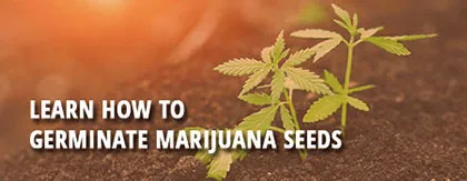 germinating marijuana seeds
