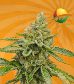ghost og autoflower