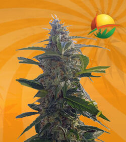 headband auto