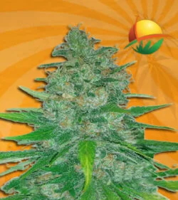 island sweet skunk