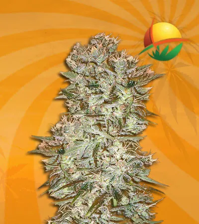 orginal skunk reg