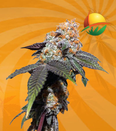 peanutbutterhaze