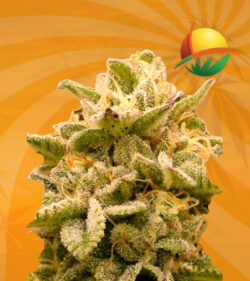platinum og fem