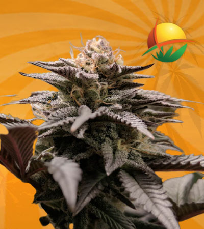 poison berry auto