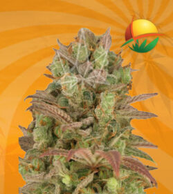 sour grape