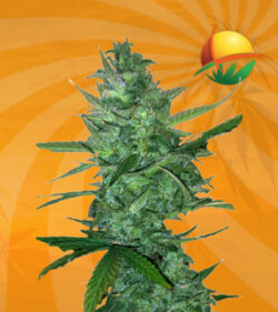 sourdiesel auto