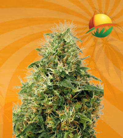 sweet mango auto