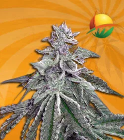 whitedreamauto
