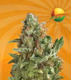 american pie feminized marijuana seeds
