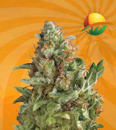 american pie feminized marijuana seeds