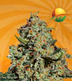 big bang feminized marijuana seeds