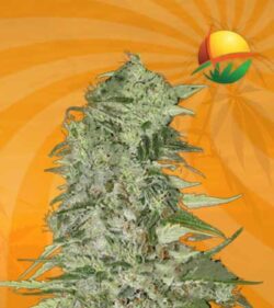 diamond girl feminized marijuana seeds