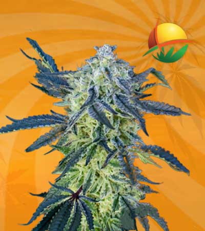 double scoop feminized marijuana seeds