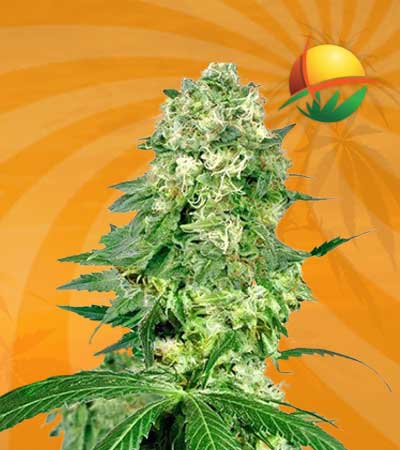 flower bomb kush feminized marijuana seeds