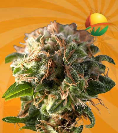 fresh candy autoflower marijuana seeds