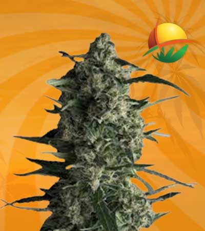 galaxy autoflower marijuana seeds